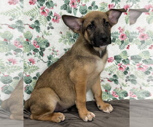 Mutt Dogs for adoption in Wetumpka, AL, USA