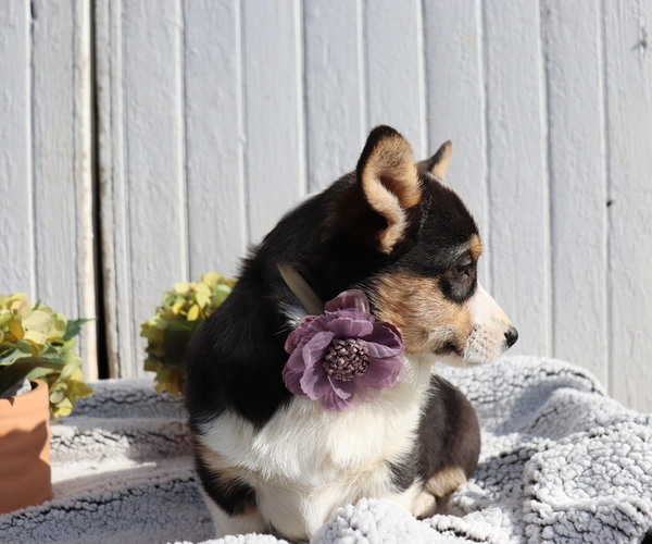 Medium Photo #4 Pembroke Welsh Corgi Puppy For Sale in HONEY BROOK, PA, USA
