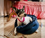 Small #5 Rat Terrier