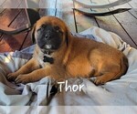 Puppy Puppy 3 Thor Mastiff