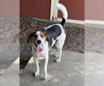 Jerry - Male Mutt Dog for Adoption - Small photo