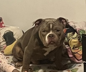 Father of the American Bully puppies born on 06/08/2026