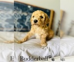 Small Photo #15 Poodle (Standard) Puppy For Sale in MURFREESBORO, TN, USA