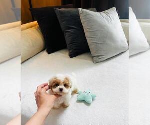 Maltipoo Puppy for sale in JENSEN BEACH, FL, USA