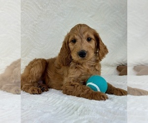 Goldendoodle (Miniature) Puppy for sale in GREENFIELD, IN, USA