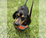 Small #2 Dachshund