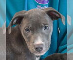 Small #5 American Staffordshire Terrier-Labrador Retriever Mix