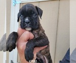 Puppy 4 Boxer