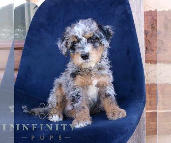 Medium Photo #1 Bernedoodle (Miniature) Puppy For Sale in NARVON, PA, USA