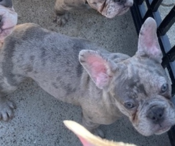 Medium Photo #15 French Bulldog Puppy For Sale in ANTIOCH, CA, USA