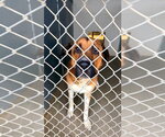 Small #2 Anatolian Shepherd-German Shepherd Dog Mix