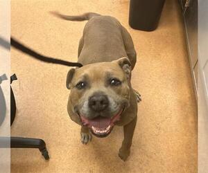 American Pit Bull Terrier Dogs for adoption in Martinez, CA, USA