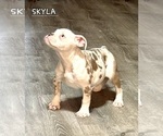 Small #2 Olde English Bulldogge