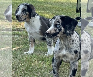 Catahoula Leopard Dog Puppy for sale in BUSHNELL, IL, USA