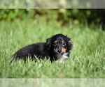 Peanut Butter - Male Miniature Australian Shepherd Puppy for Sale - Photo #3