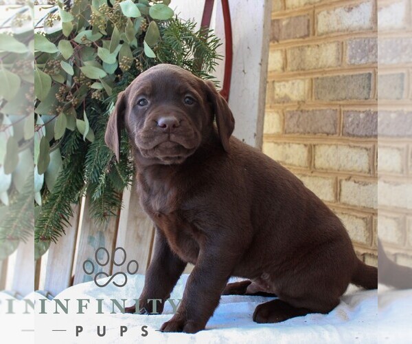 Medium Photo #2 Labrador Retriever Puppy For Sale in JONESTOWN, PA, USA