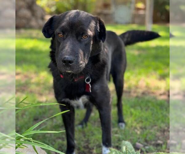 Medium Photo #6 Labrador Retriever-Unknown Mix Puppy For Sale in San Diego, CA, USA