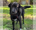 Small #5 Labrador Retriever Mix
