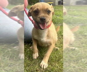 Mutt Dogs for adoption in Wetumpka, AL, USA