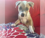 Small #1 Mutt