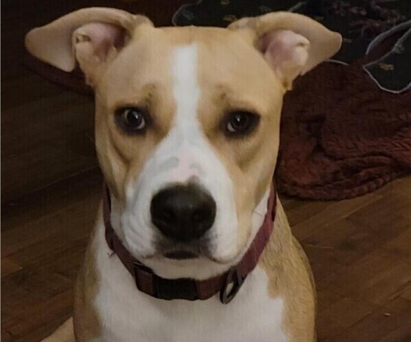 Medium Photo #1 American Pit Bull Terrier-Siberian Husky Mix Puppy For Sale in N FOND DU LAC, WI, USA
