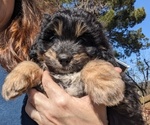 Small Photo #4 Aussiedoodle Miniature  Puppy For Sale in PLACERVILLE, CA, USA