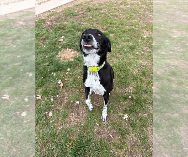 Medium Photo #2 Border Collie-Unknown Mix Puppy For Sale in Pierceton , IN, USA
