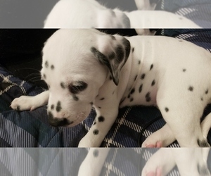 Dalmatian Puppy for Sale in JAMESTOWN, New York USA