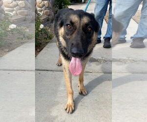 German Shepherd Dog Dogs for adoption in Newport Beach, CA, USA