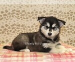 Small #1 Pomsky