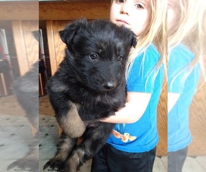 German Shepherd Dog Puppy for sale in COUCH, MO, USA