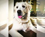 Small #11 Great Pyrenees