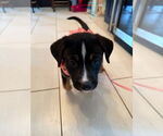 Small #1 Mutt