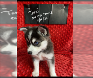 Alaskan Klee Kai Puppy for sale in BRAINTREE, MA, USA