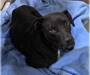 Mutt Dogs for adoption in Bakersfield, CA, USA