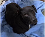 *WAVE - Female Mutt Dog for Adoption - Small photo