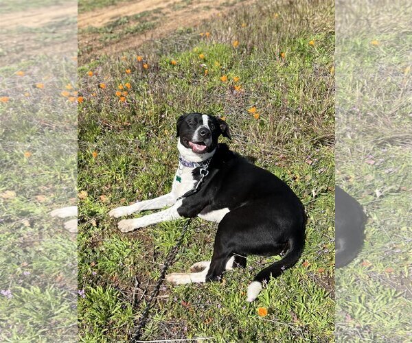 Medium Photo #8 Australian Shepherd-Maremma Sheepdog Mix Puppy For Sale in Dana Point, CA, USA