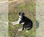 Small #7 Australian Shepherd-Maremma Sheepdog Mix