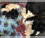 Small Photo #7 Labrador Retriever Puppy For Sale in WILSONVILLE, OR, USA