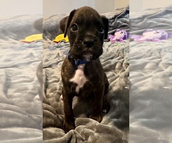 Medium Photo #4 Boxer Puppy For Sale in LANSING, MI, USA