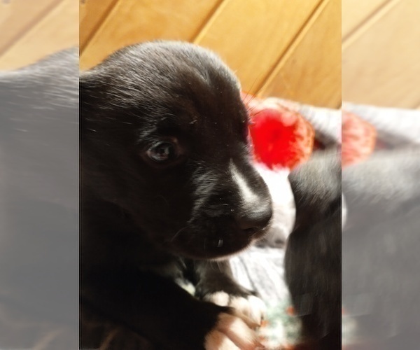Medium Photo #6 Siberian Husky Puppy For Sale in DANBY, VT, USA