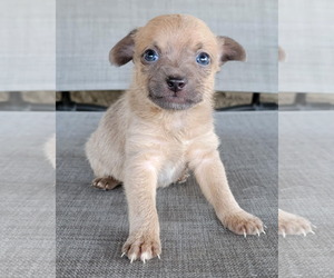 Rat-Cha Dogs for adoption in Corona, CA, USA