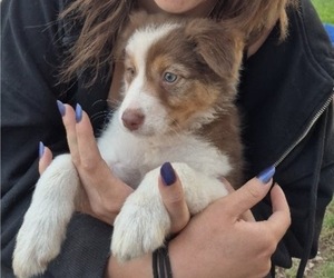 Medium Border-Aussie
