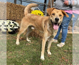 Anatolian Shepherd-Unknown Mix Dogs for adoption in Rustburg, VA, USA
