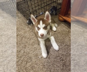 Medium Siberian Husky