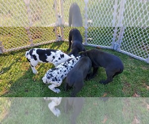 Great Dane Puppy for sale in NEW BERLIN, WI, USA
