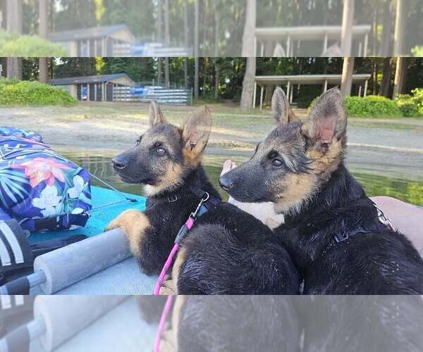 Medium Photo #1 German Shepherd Dog Puppy For Sale in MONROE, WA, USA
