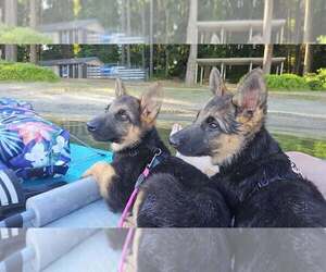 German Shepherd Dog Puppy for sale in MONROE, WA, USA