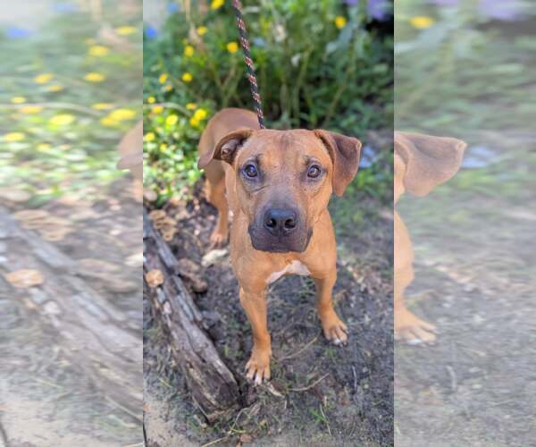 Medium Photo #2 Mutt Puppy For Sale in  Gainesville, FL, USA