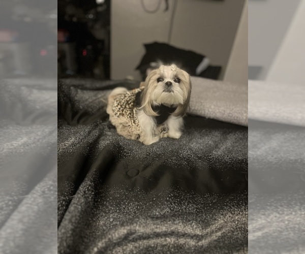 Medium Photo #1 Shih Tzu Puppy For Sale in MEMPHIS, TN, USA